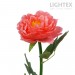 LED соларна лампа PEONY 0.018W 6000K 5lm IP44 AA Ni-MH 1.2V 100mAh розова Lightex